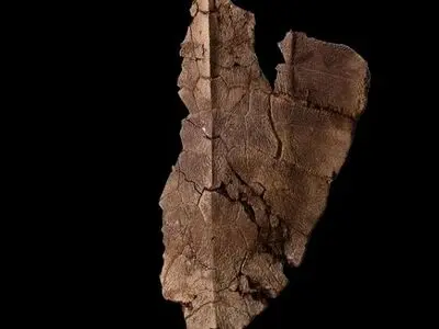 شناسایی ۱۲۰ نمونه از فسیل خارپوستان در سازمان محیط‌زیست 