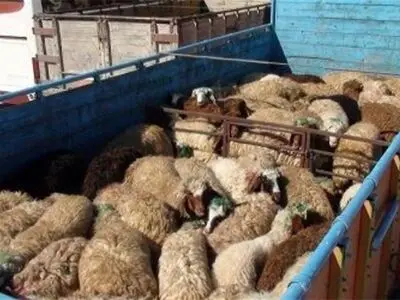 با همکاری سازمان جهاد کشاورزی صادرات دام استان را افزایش می دهیم
