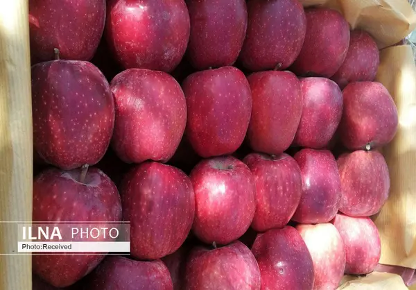۳۲۰ هزار تن سیب در سردخانه‌های کشور موجود است
