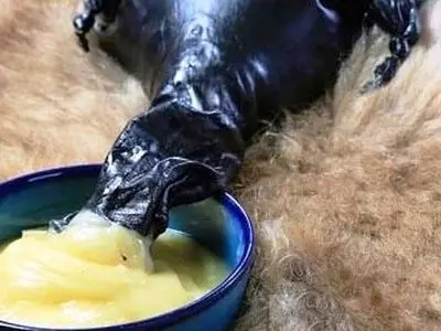 اجازه نمی‌دهیم به اعتبار برند روغن کرمانشاهی خدشه‌ای وارد شود/این محصول ظرفیت جهانی شدن را دارد