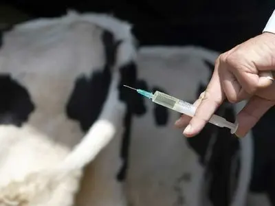 واکسیناسیون ۳۸۰ هزار دام در ۷۲ ساعت علیه سویه جدید تب برفکی