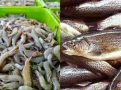 البرزنشینان سالانه 9 کیلو غذای دریایی می‌خورند