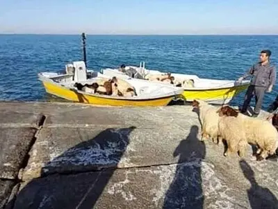 افزایش قاچاق دام زنده ایرانی به امارات