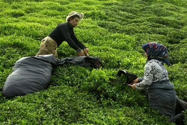 پایان چین نخست برگ‌های زمردین چای از باغ‌های شمال کشور 