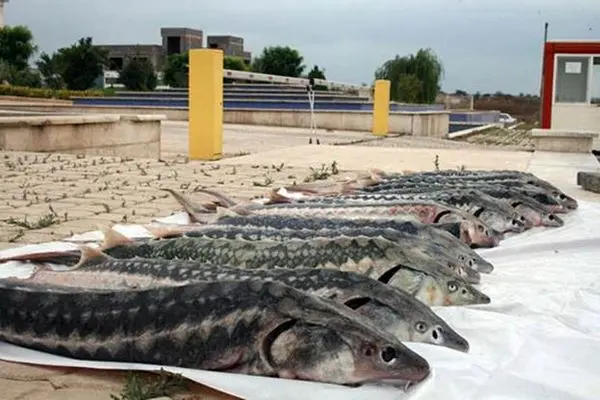 دسترسی سخت پرورش دهندگان خاویار به خدمات بیمه و تسهیلات بانکی/ خشکسالی بلای جان تولیدکنندگان