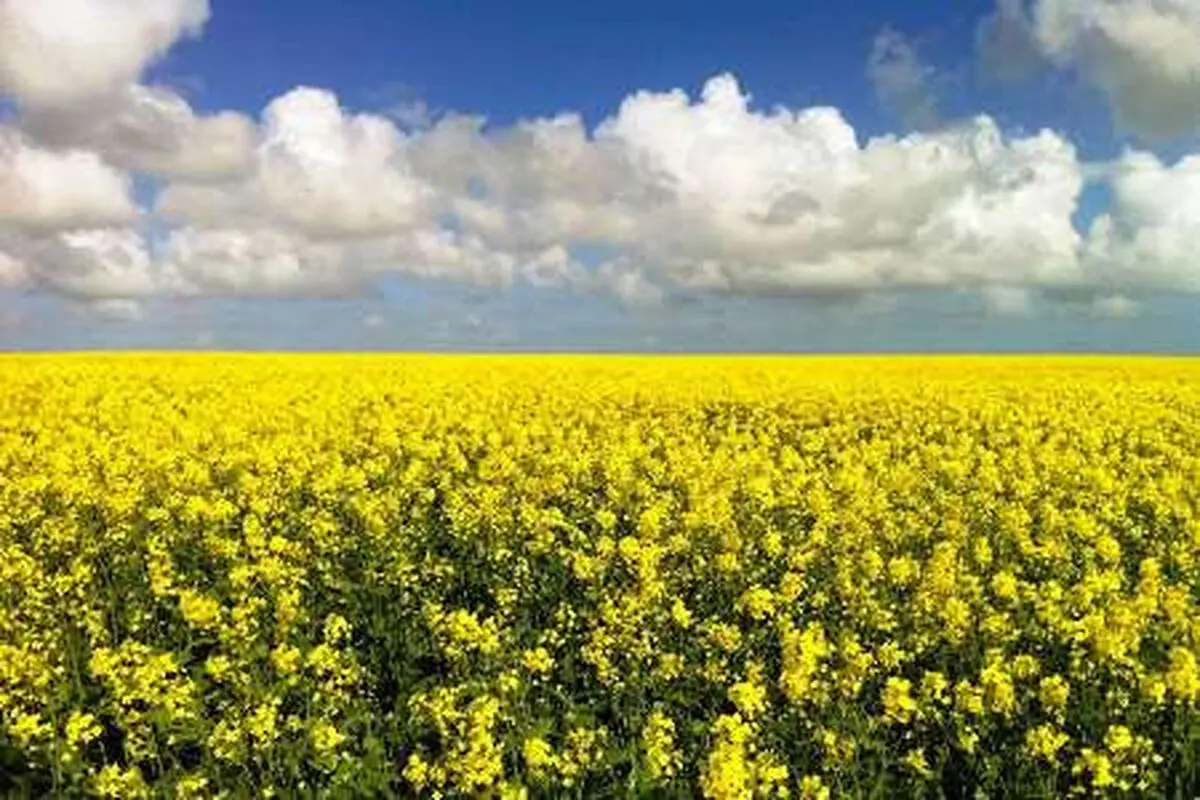 باراش های بسیار خوبی در روز های اخیر در گلستان داشتیم/کشاورزان  مناطق جنوبی استان اقدام به کشت کلزا و گندم کنند
