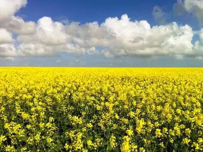 باراش های بسیار خوبی در روز های اخیر در گلستان داشتیم/کشاورزان  مناطق جنوبی استان اقدام به کشت کلزا و گندم کنند