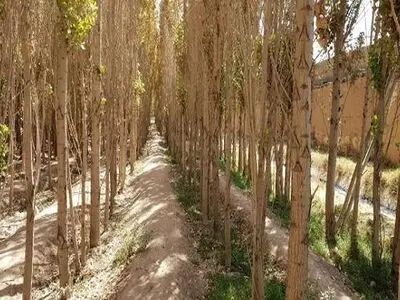 نیاز به ۷۲۰ میلیون اصله نهال برای طرح ۵۰۰ هزار هکتاری زراعت چوب/ ترسیب کربن در زراعت چوب/ استفاده از آب‌های نامتعارف 