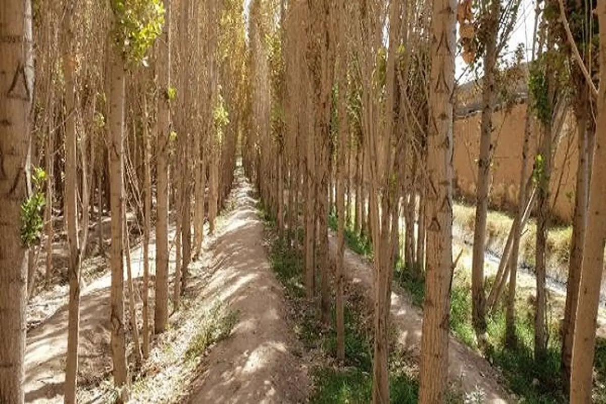 نیاز به ۷۲۰ میلیون اصله نهال برای طرح ۵۰۰ هزار هکتاری زراعت چوب/ ترسیب کربن در زراعت چوب/ استفاده از آب‌های نامتعارف 