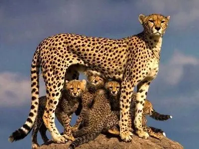 6 قلاده یوزپلنگ آسیایی در پناهگاه حیات‌وحش میاندشت جاجرم مشاهده شد