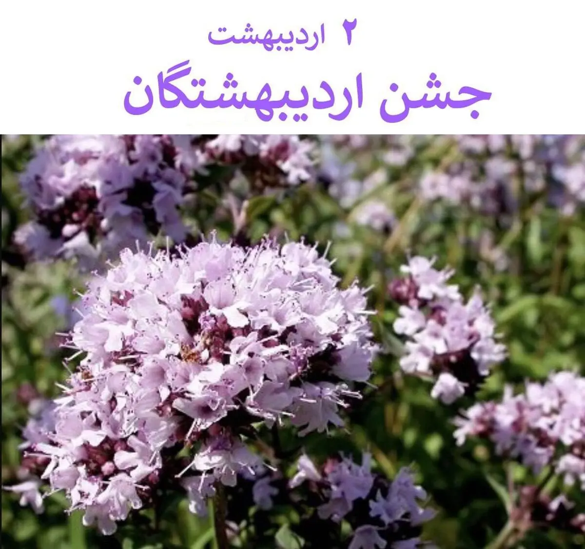 ۲ اردیبهشت در تقویم باستانی ایران روز اردیبهشتگان است 