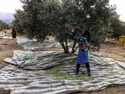 مگس زیتون شرایط مساعدی برای طغیان داشت/ آفت مهار شد