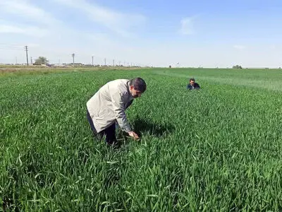 مبارزه با آفت سن غلات در 4000 هکتار از مزارع آبیک