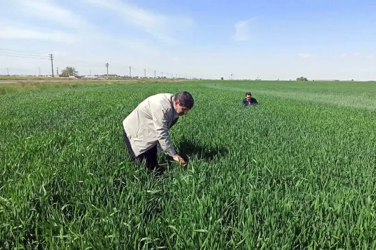مبارزه با آفت سن غلات در 4000 هکتار از مزارع آبیک