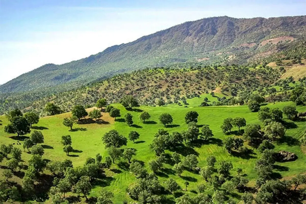 بیش از یک میلیون هکتار از جنگلهای زاگرس در لرستان وجود دارد