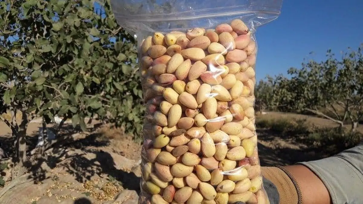 برداشت بیش از ۶ و نیم تُن پسته از باغات شهرستان نیشابور