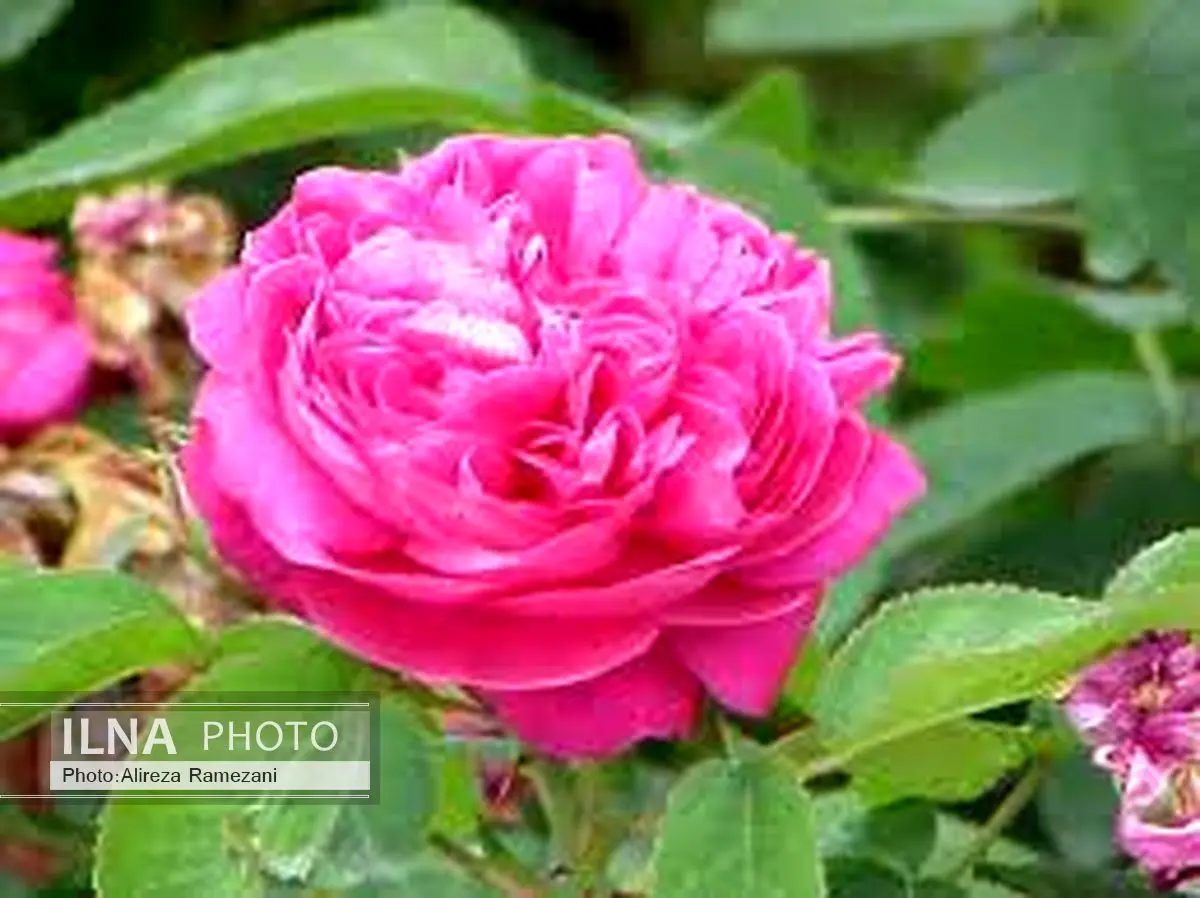 عکس:وقتی گل برای مراسم استقبال کم می‌آید!