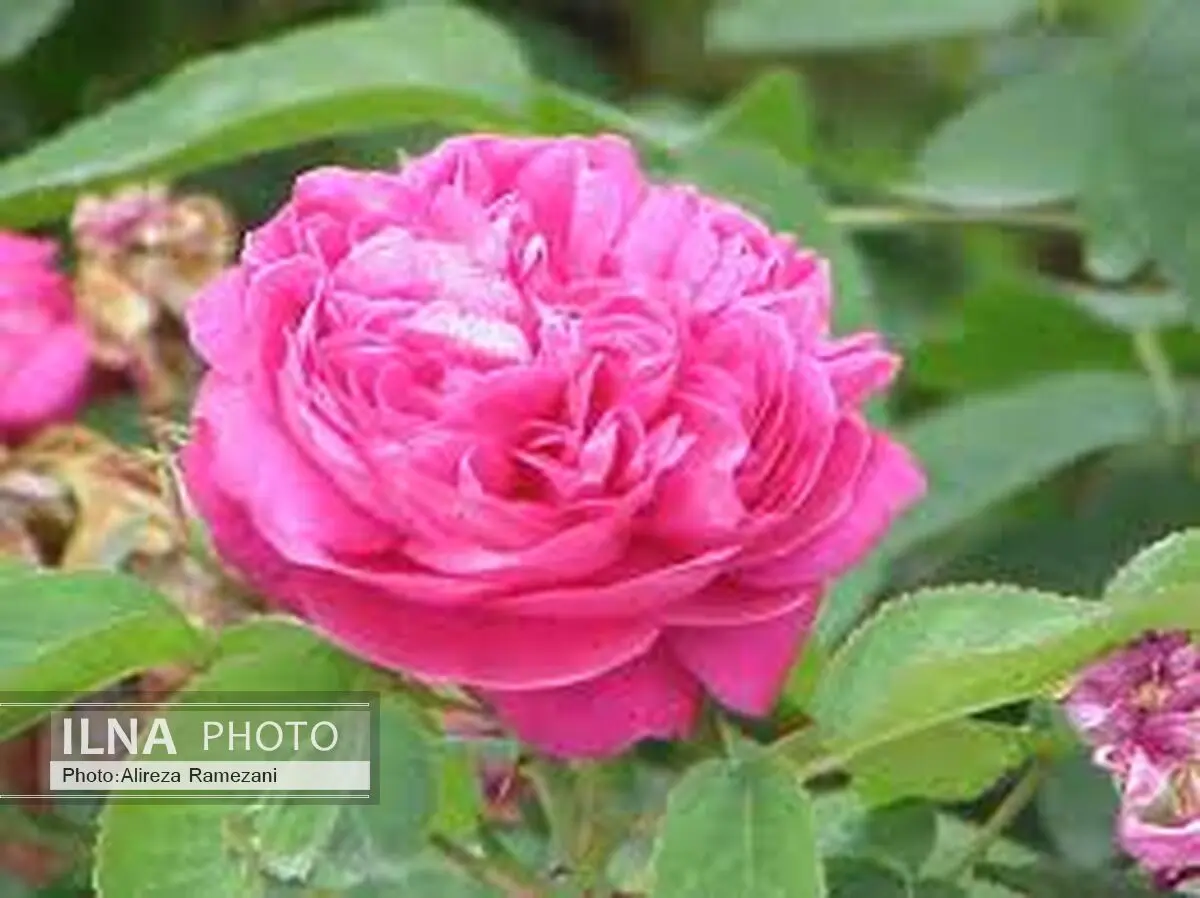عکس:وقتی گل برای مراسم استقبال کم می‌آید!