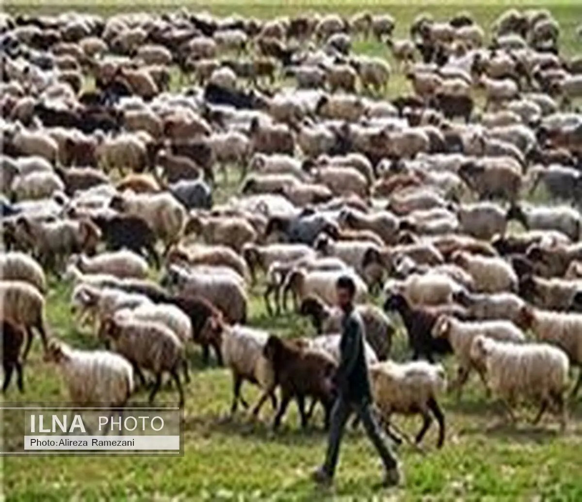 عشایر لرستان سالانه 12هزار تن گوشت قرمز تولید می‌کنند
