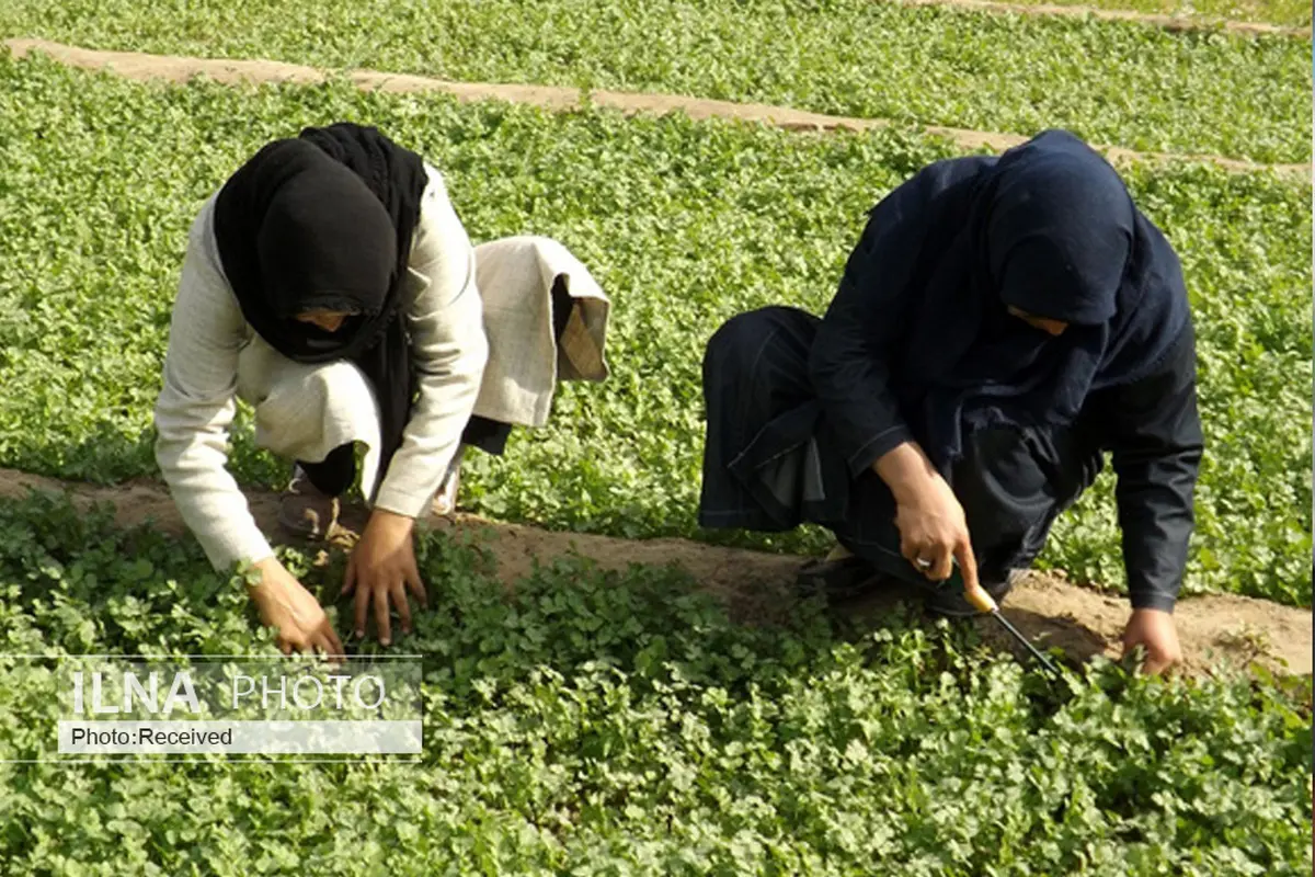 برای زنان کشاورز کارِ برابر مساوی با حقوقِ نابرابر است/ زنان تاوان افزایش هزینههای تولید را میدهند