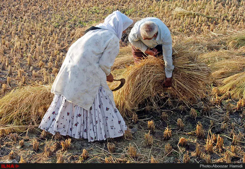 آخرین برداشت خوشه های طلایی برنج در "روستای پارودبار"رودبار گیلان