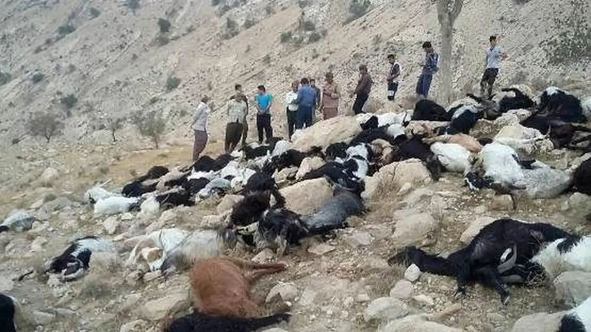  100 راس گوسفند در بوئین زهرا تلف شدند