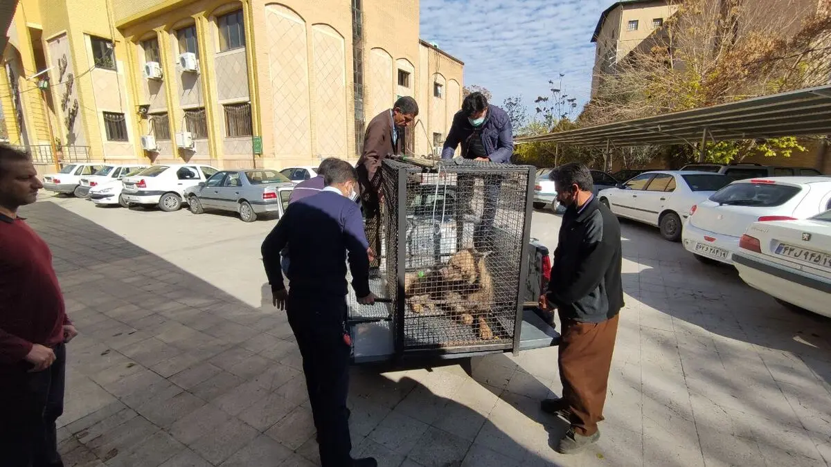 مصدومیت یک قلاده کفتار در اثر برخورد با خودرو