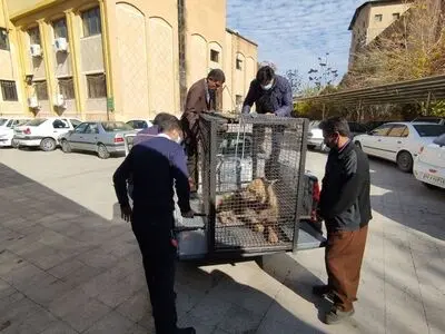 مصدومیت یک قلاده کفتار در اثر برخورد با خودرو