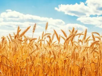 پرداخت بیش از ۳۹۰ هزار میلیارد تومان از مطالبات گندم‌کاران