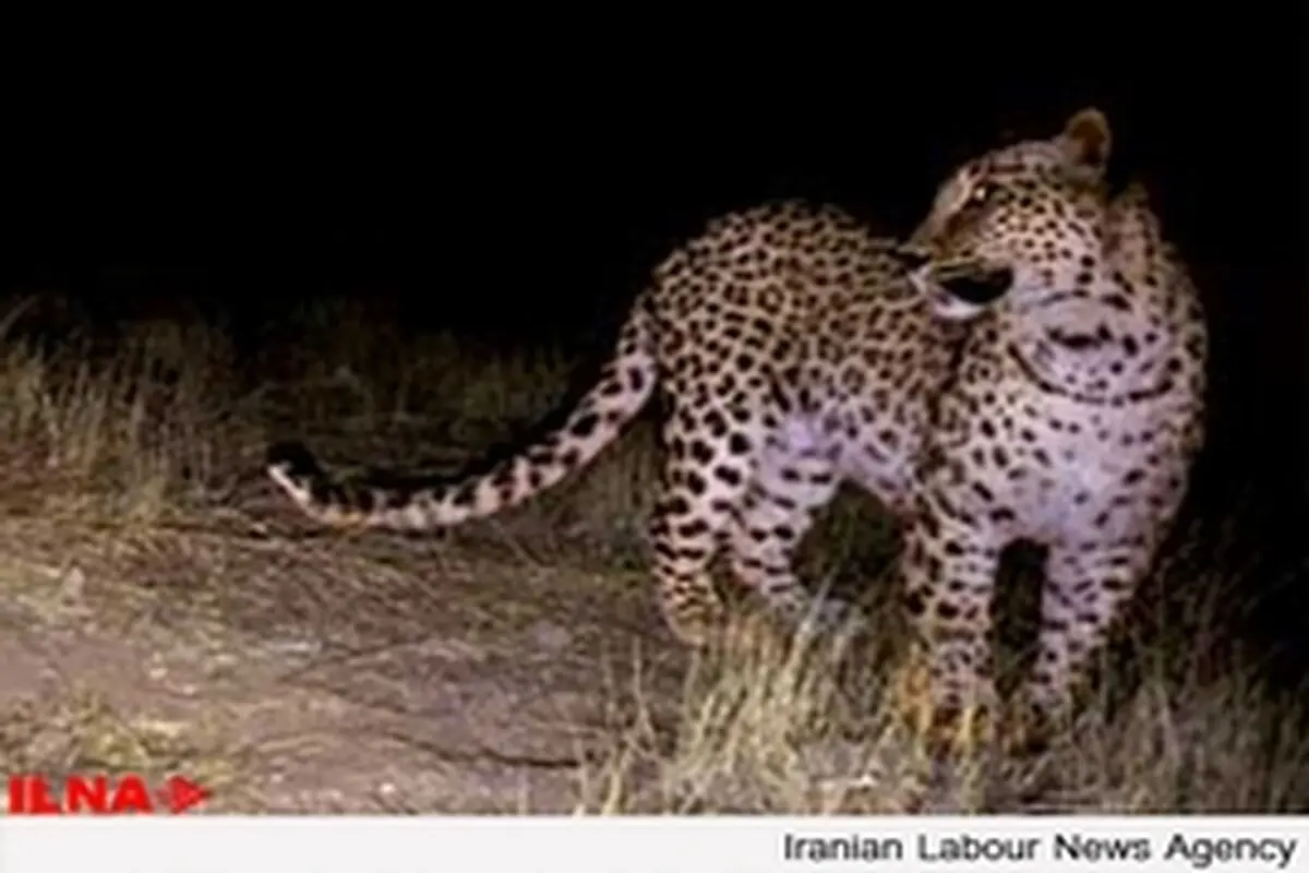 مشاهده پلنگ ایرانی برای دومین بار در خراسان جنوبی