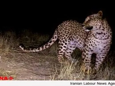 مشاهده پلنگ ایرانی برای دومین بار در خراسان جنوبی