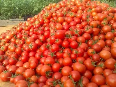 پشت پرده افزایش چندبرابری قیمت گوجه فرنگی/ کاهش نرخ در راه است 
