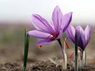 اختصاص ۵۵ هکتار از اراضی شهرستان فارسان  به کشت زعفران 