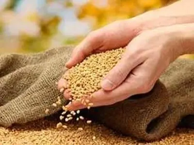 فرآوری یک میلیون کیلوگرم بذر گندم در مازندران