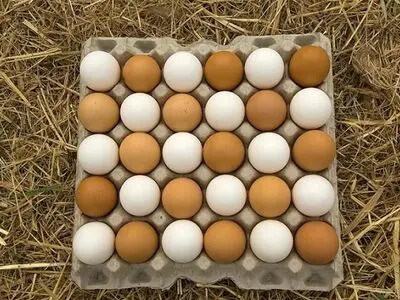 توزیع تخم مرغ وارداتی قیمت‌ها را کاهش داد/ جوجه ریزی با تخم مرغ نطفه‌دار خارجی انجام می‌شود/ ادامه واردات تا دو سال آینده