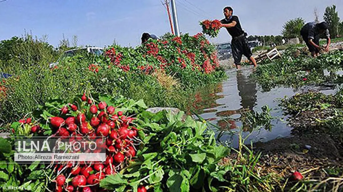 آبیاری سبزیکاری جنوب تهران با فاضلاب غیرمجاز / 700 میلیارد تومان هزینه برای تصفیه پساب