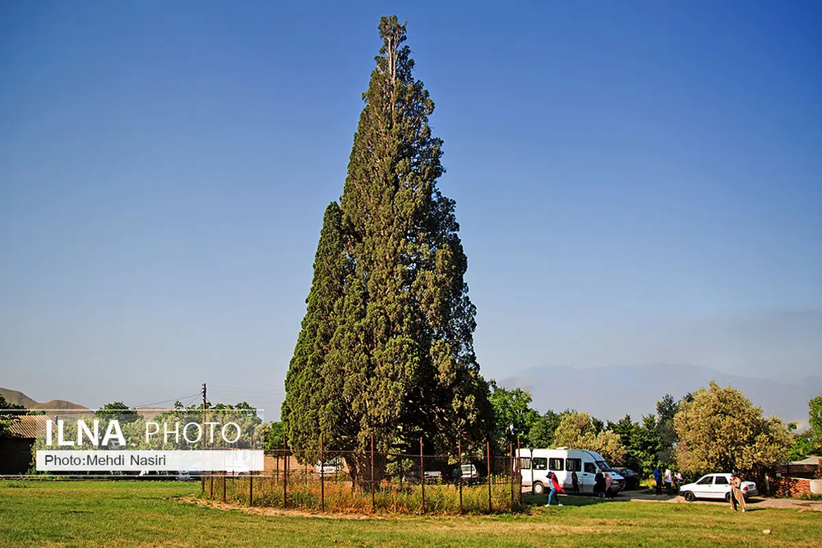 سرو هرزویل رودبار کجاست؟