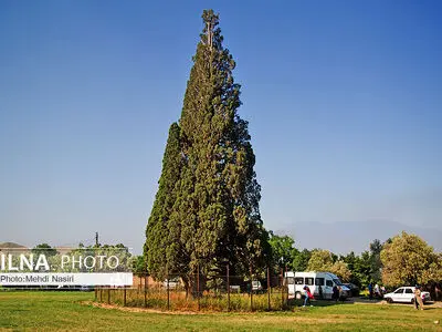 سرو هرزویل رودبار کجاست؟