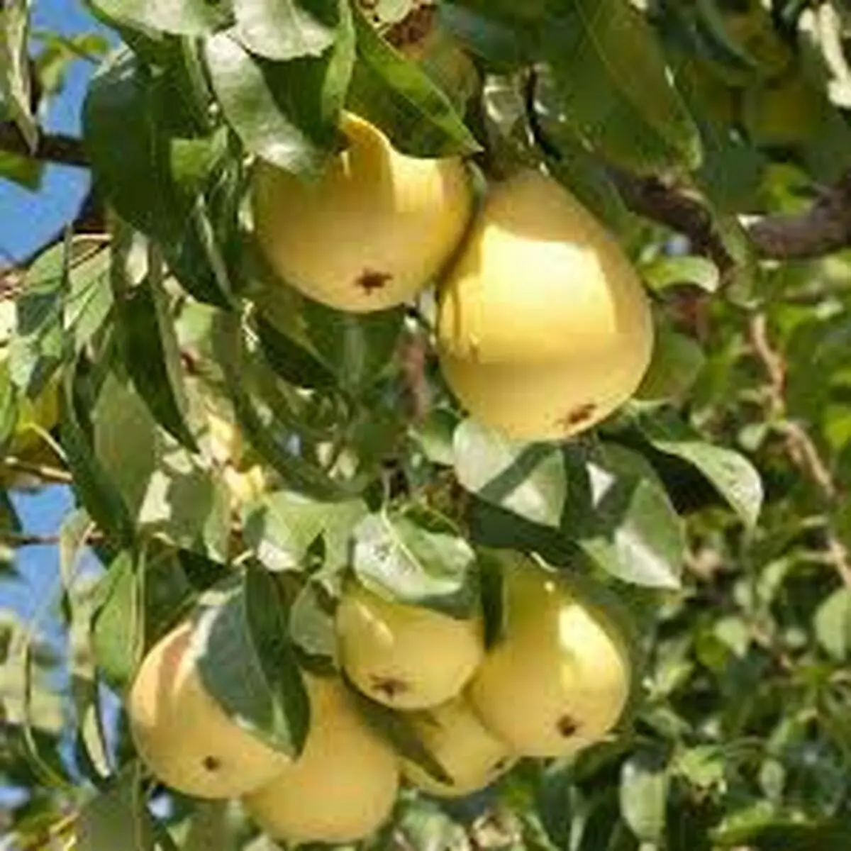تولید بیش از 3 هزار تن گلابی در آذربایجان‌غربی 