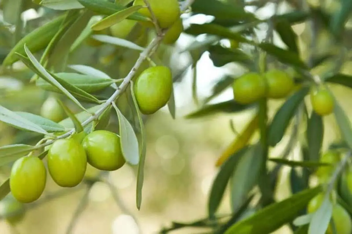 وزارت جهاد کشاورزی هیچ خسارتی به تولیدکنندگان زیتون نپرداخته است/ کم‌آبی در برخی استان‌ها ۹۰ درصد سطح زیر کشت را کاهش داد