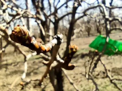 ایستگاه پیش‌آگاهی کرم سیب در قزوین راه‌اندازی شد