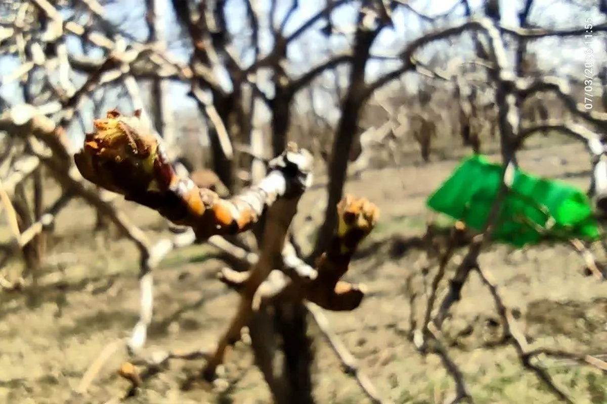 ایستگاه پیش‌آگاهی کرم سیب در قزوین راه‌اندازی شد