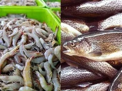 پیش‌بینی صادرات ۳۰ هزار تن ماهی قزل‌آلا ایرانی به سایر کشورها 
