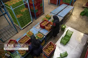 آیا حق اولاد به زنان تعلق می‌گیرد؟