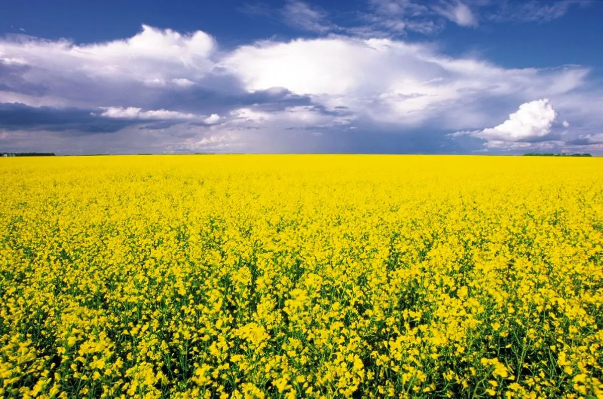 پرداخت کامل بهای خرید تضمینی محصول کلزای کشاورزان گلستانی