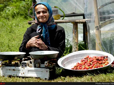 برداشت توت فرنگی در روستای سی دشت رودبار گیلان