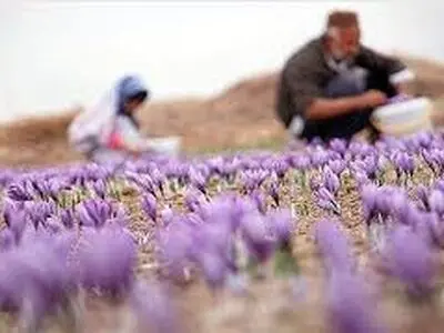 افزایش 15 درصدی سطح زیر کشت زعفران در استان مرکزی 