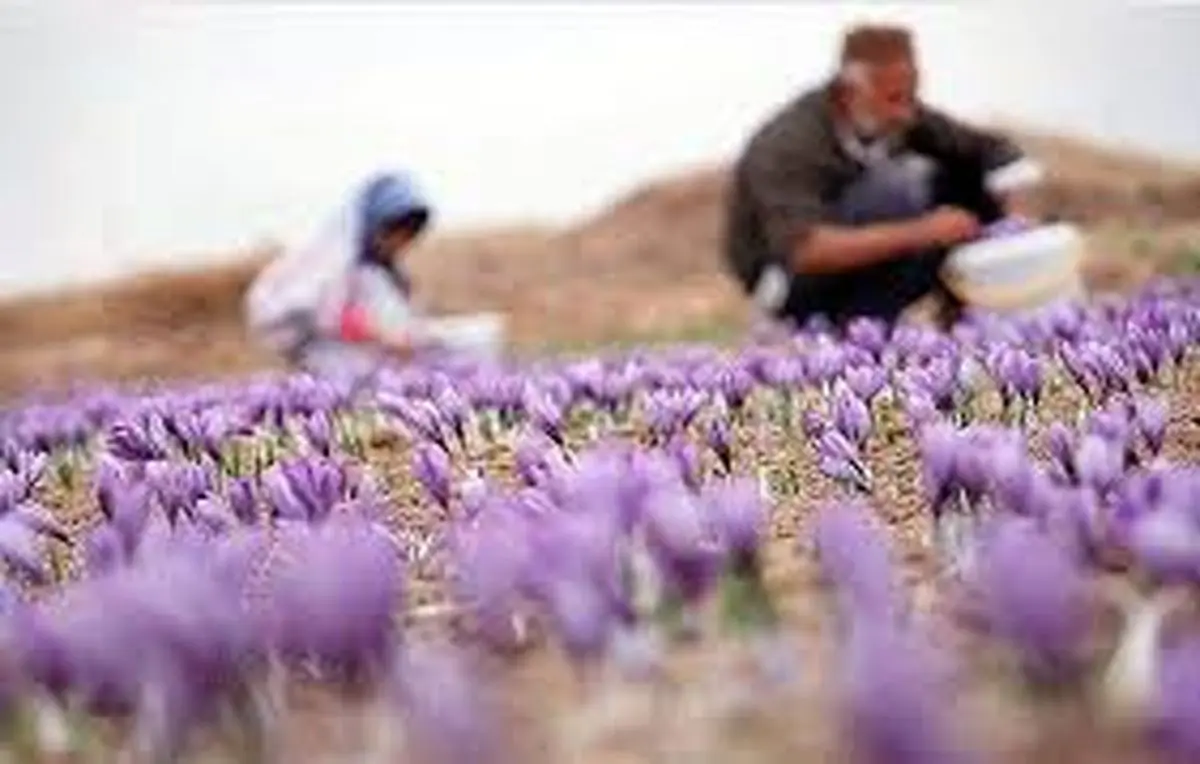 افزایش 15 درصدی سطح زیر کشت زعفران در استان مرکزی 