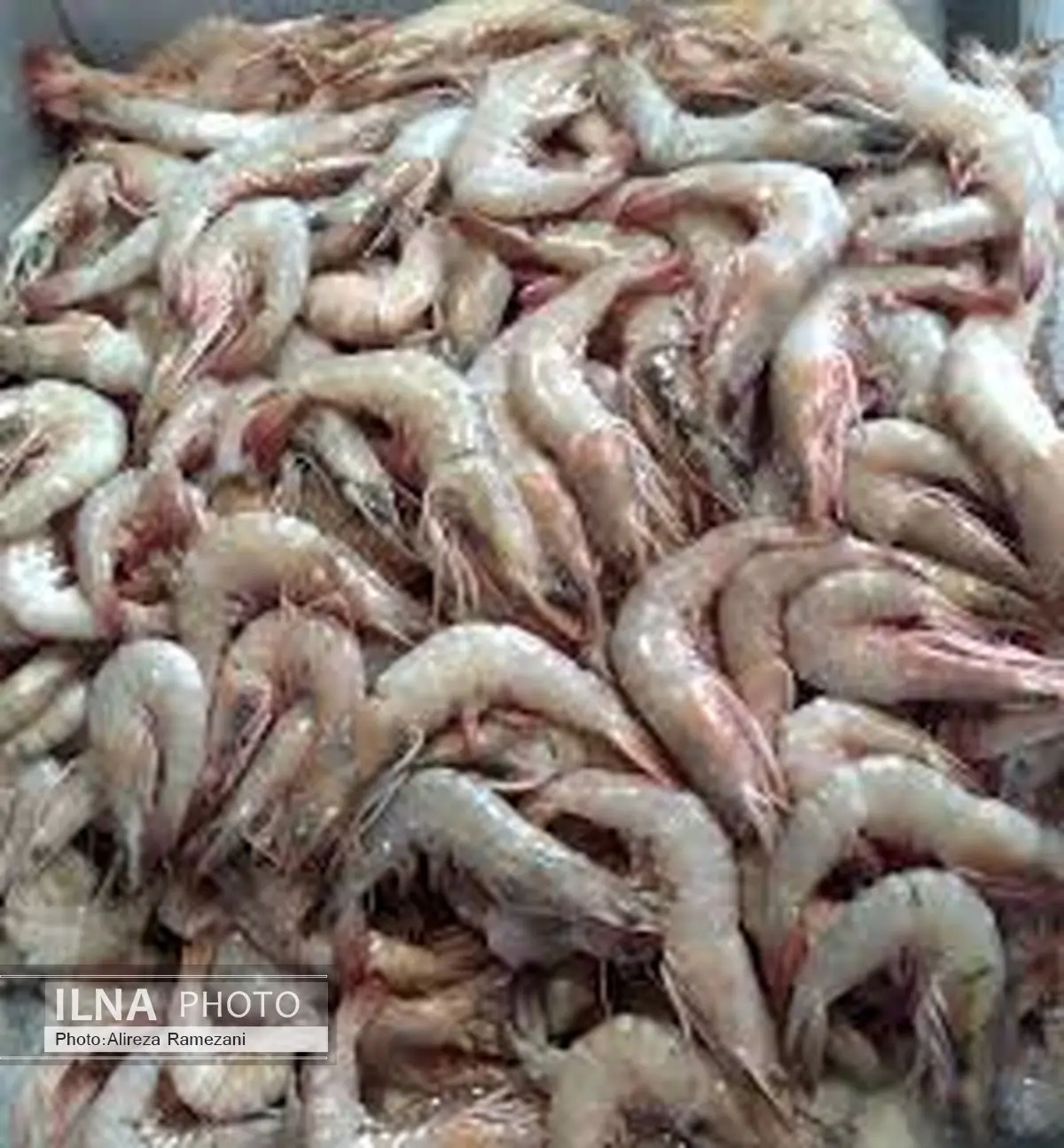 صادرات میگوی چابهار به روسیه 