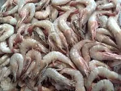 ذخیره بیش از ۷۶ میلیون قطعه بچه میگو در مزارع قشم